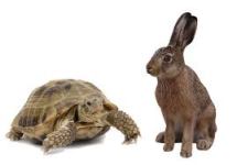 Tortoise & Hare